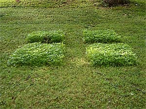 Lawn sculpture after mowing