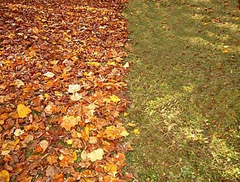 The Neighborhood's lawns reflect the outcome of the last week.