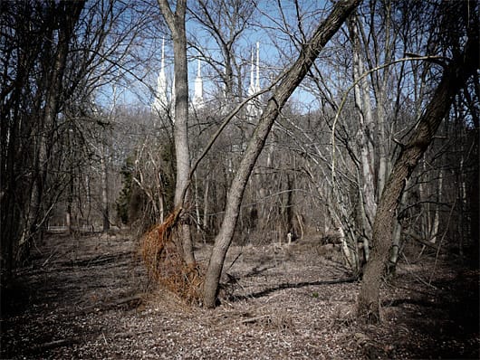 Trees with Mormon Temple