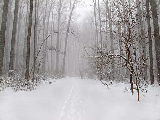 snowstorm in the park